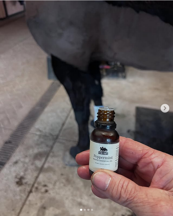 Dark Horse Equine Essential Oils Kit