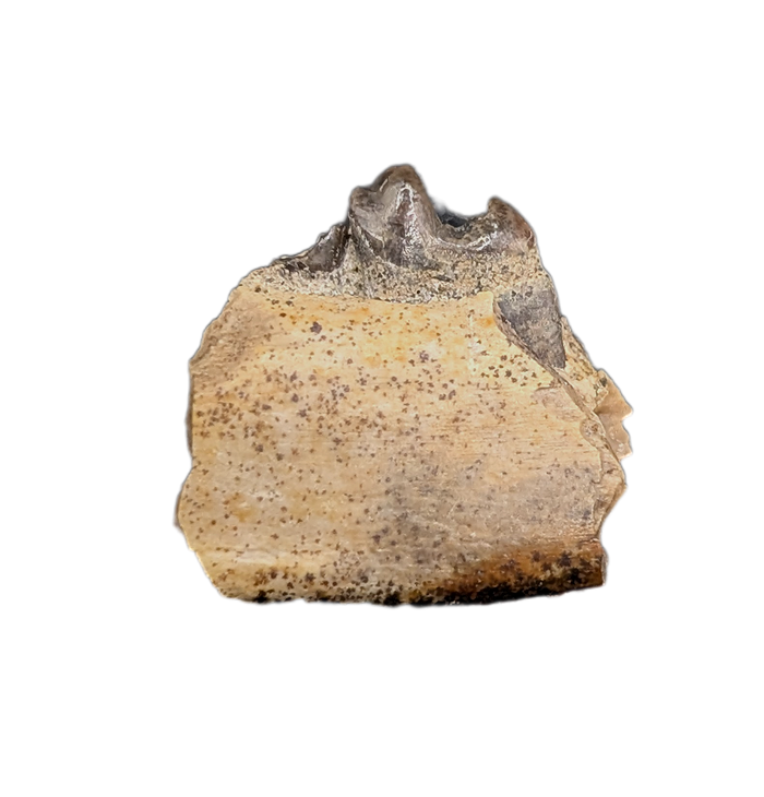 Mammal Jaw Section, Hell Creek Formation