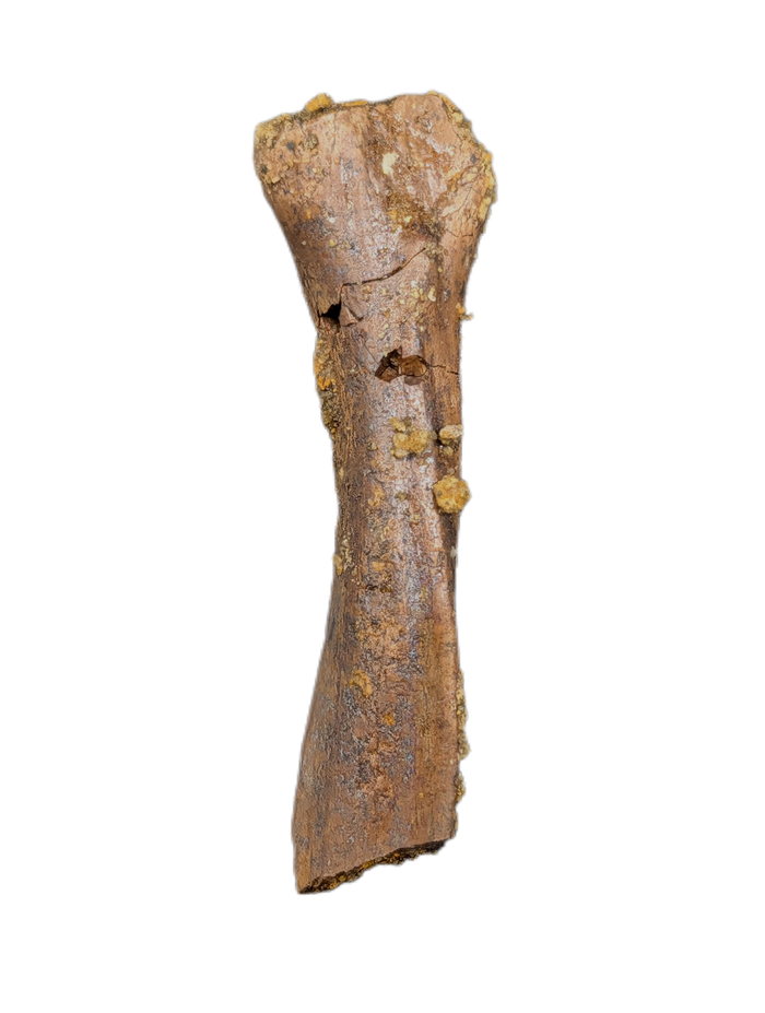 Partial Dinosaur Limb Bone