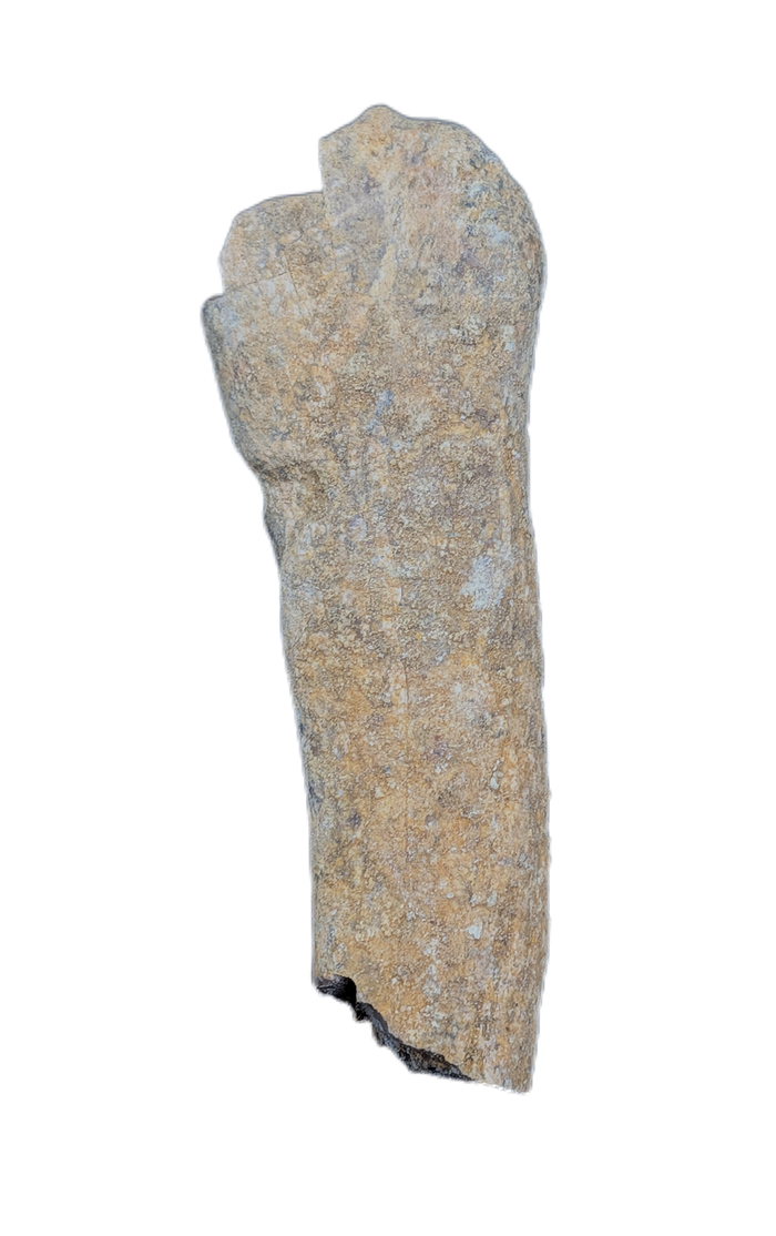 Partial Dinosaur Limb Bone