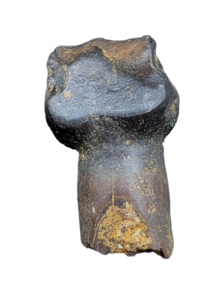 Rooted Ankylosaurus Tooth