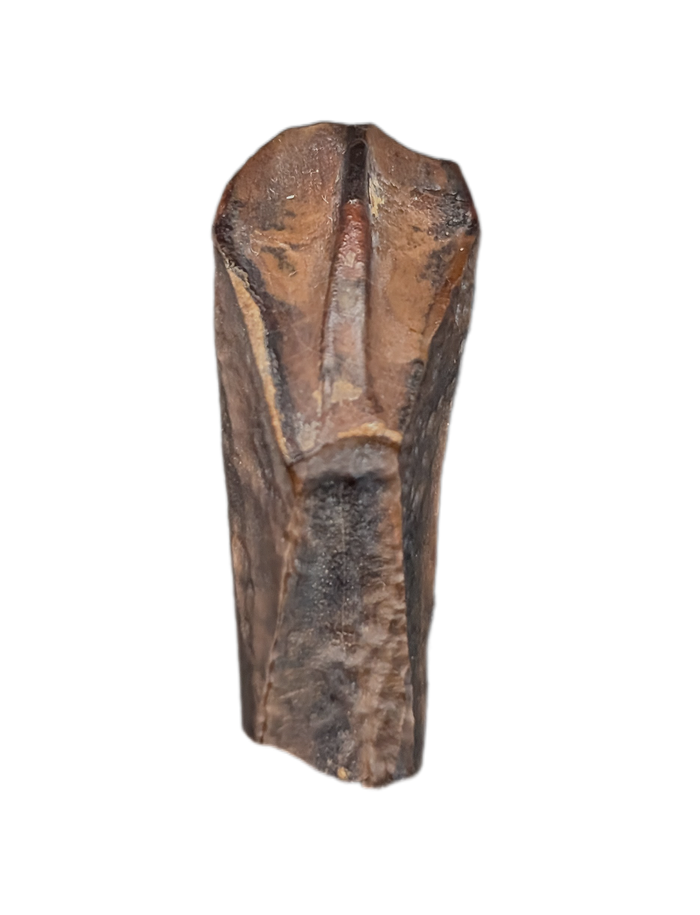 Rooted Hadrosauridae Tooth, Aguja Formation, Texas