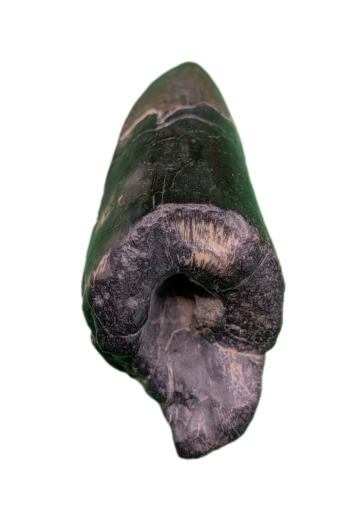 Sarcosuchus Tooth, Giant Crocodile, Niger