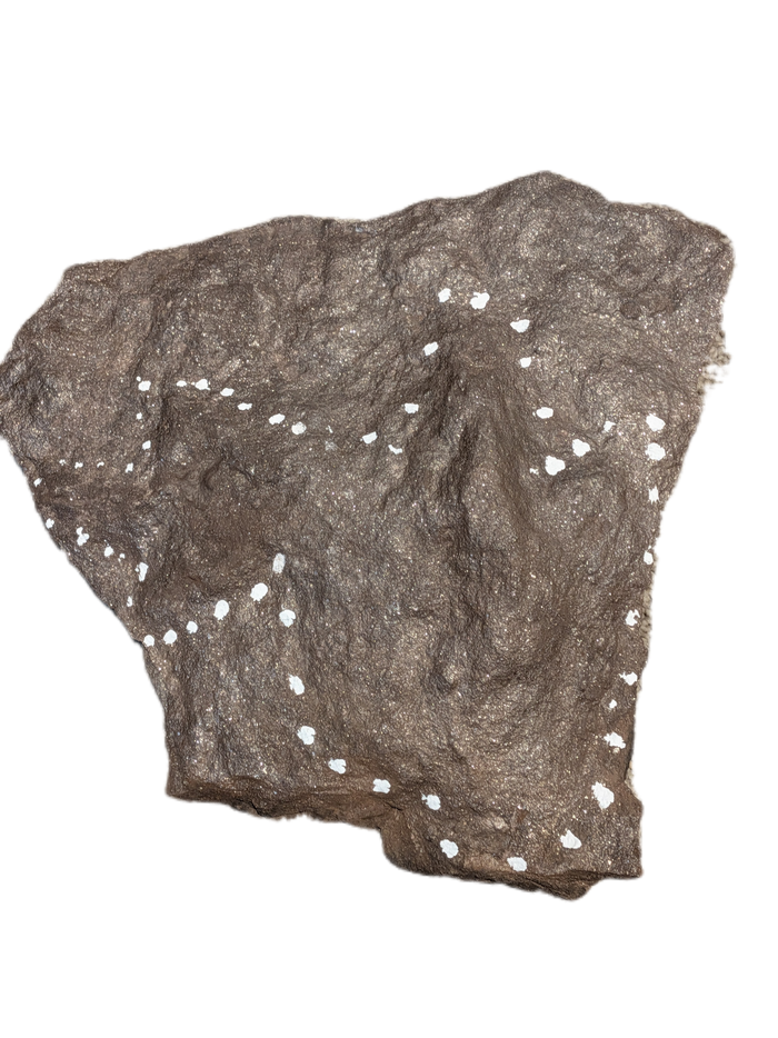 2 Theropod Dinosaur Track, Early Jurassic
