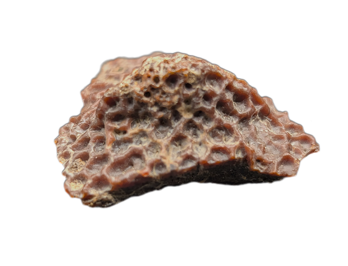 Crocodile Armor Scute, Bissekty Formation, Uzbekistan.