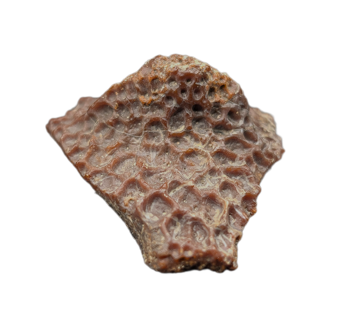 Crocodile Armor Scute, Bissekty Formation, Uzbekistan.