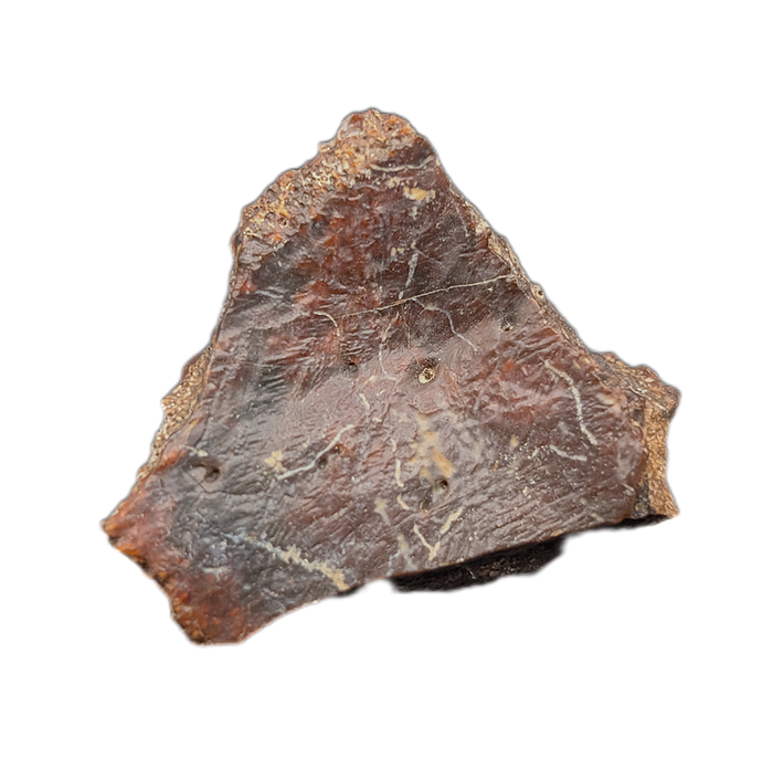 Crocodile Armor Scute, Bissekty Formation, Uzbekistan.