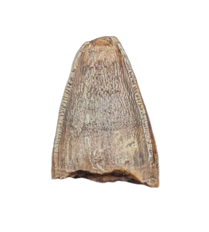 Deinosuchus (Crocodile) Tooth from Texas