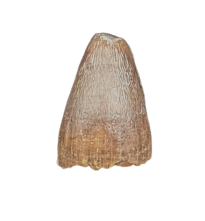 Deinosuchus (Crocodile) Tooth from Texas