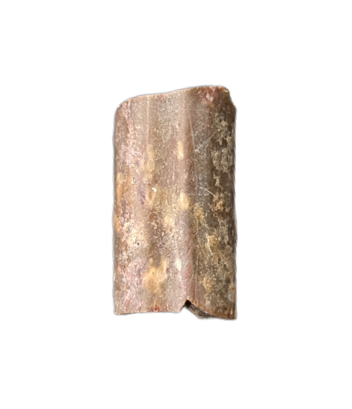 Dimetrodon Sail Spine Section, Permian