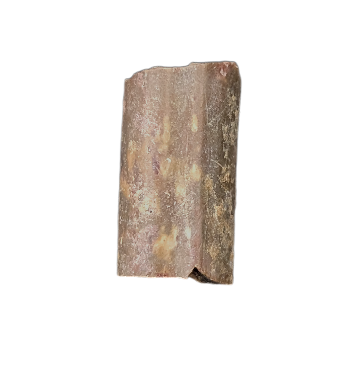 Dimetrodon Sail Spine Section, Permian