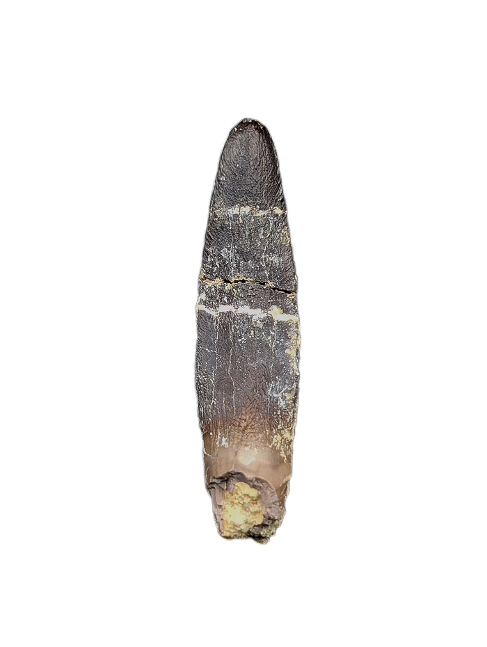 Diplodocidae Tooth from the Mid Jurassic, Madagascar