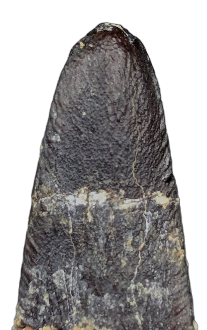 Diplodocidae Tooth from the Mid Jurassic, Madagascar