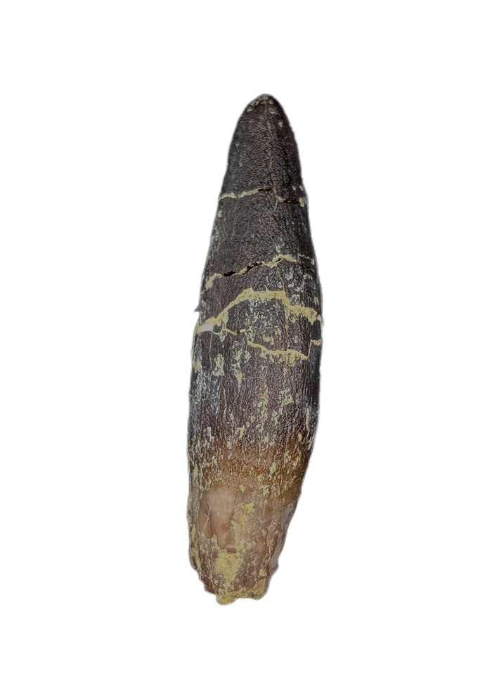 Diplodocidae Tooth from the Mid Jurassic, Madagascar