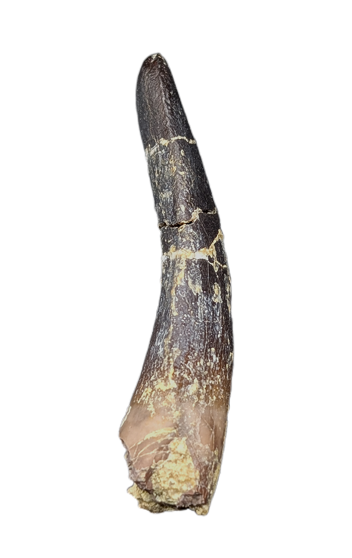 Diplodocidae Tooth from the Mid Jurassic, Madagascar