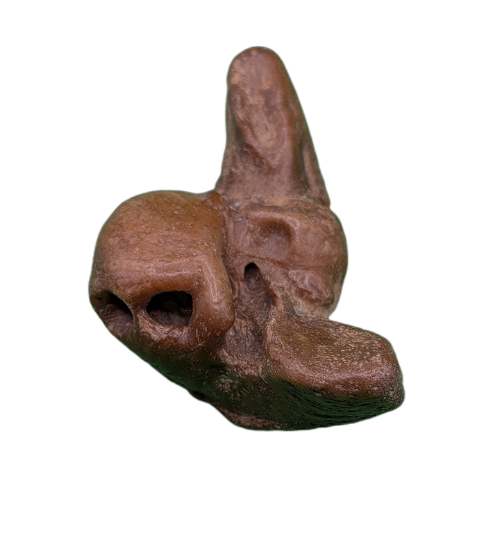 Dolphin (Kentrodontidae) Ear Bone, Calvert Formation, 15-27 Million Years Old