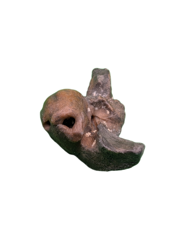 Dolphin (Kentrodontidae) Ear Bone, Calvert Formation, 15-27 Million Years Old