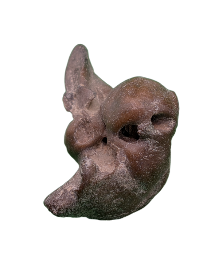Dolphin (Kentrodontidae) Ear Bone, Calvert Formation, 15-27 Million Years Old