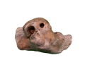 Dolphin (Kentrodontidae) Ear Bone, Calvert Formation, 15-27 Million Years Old