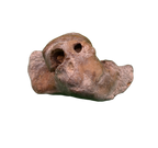 Dolphin (Kentrodontidae) Ear Bone, Calvert Formation, 15-27 Million Years Old