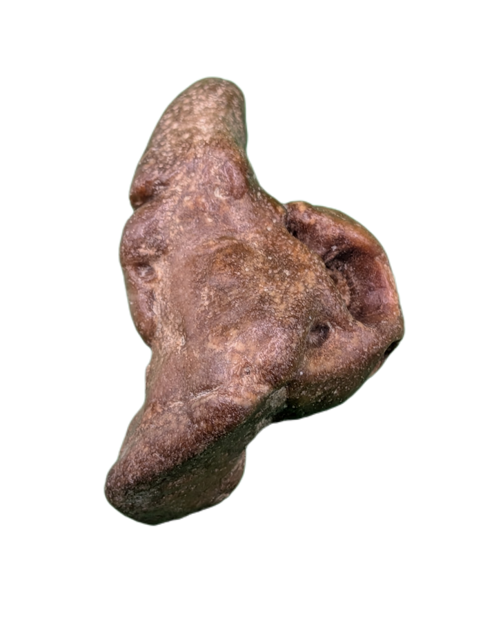 Dolphin (Kentrodontidae) Ear Bone, Calvert Formation, 15-27 Million Years Old