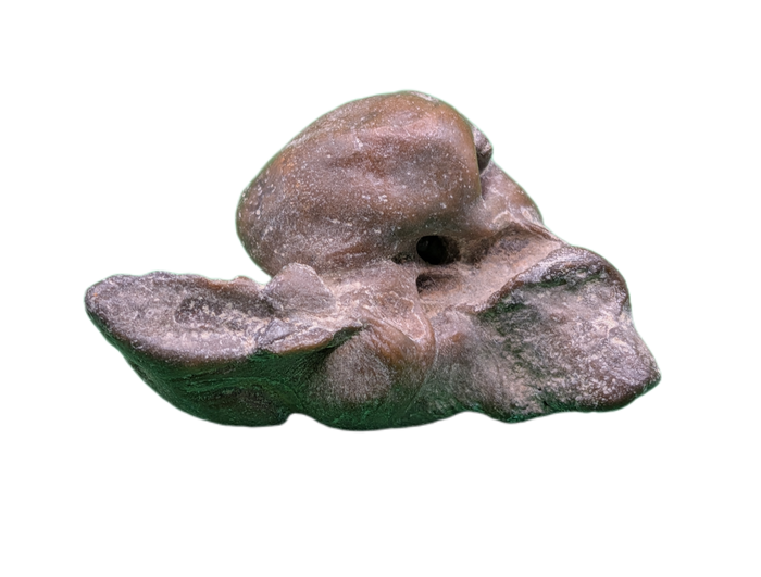Dolphin (Kentrodontidae) Ear Bone, Calvert Formation, 15-27 Million Years Old