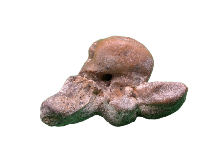 Dolphin (Kentrodontidae) Ear Bone, Calvert Formation, 15-27 Million Years Old