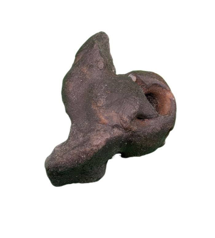 Dolphin (Kentrodontidae) Ear Bone, Calvert Formation, 15-27 Million Years Old
