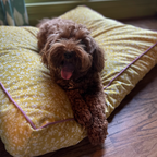 Exclusively for WWH - Megan in Citrus Dog Bed