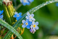 Forget Me Not Fragrance Oil 15522