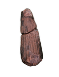Ichthyovenator Tooth (Rare Spinosaurid), Early Cretaceous
