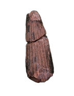 Ichthyovenator Tooth (Rare Spinosaurid), Early Cretaceous