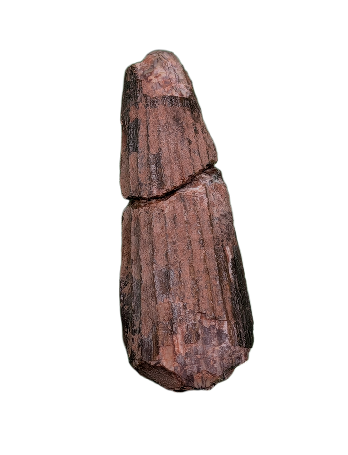 Ichthyovenator Tooth (Rare Spinosaurid), Early Cretaceous