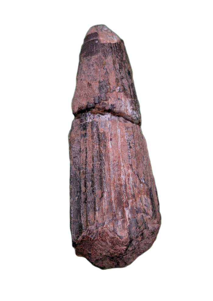 Ichthyovenator Tooth (Rare Spinosaurid), Early Cretaceous