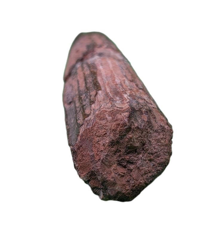 Ichthyovenator Tooth (Rare Spinosaurid), Early Cretaceous