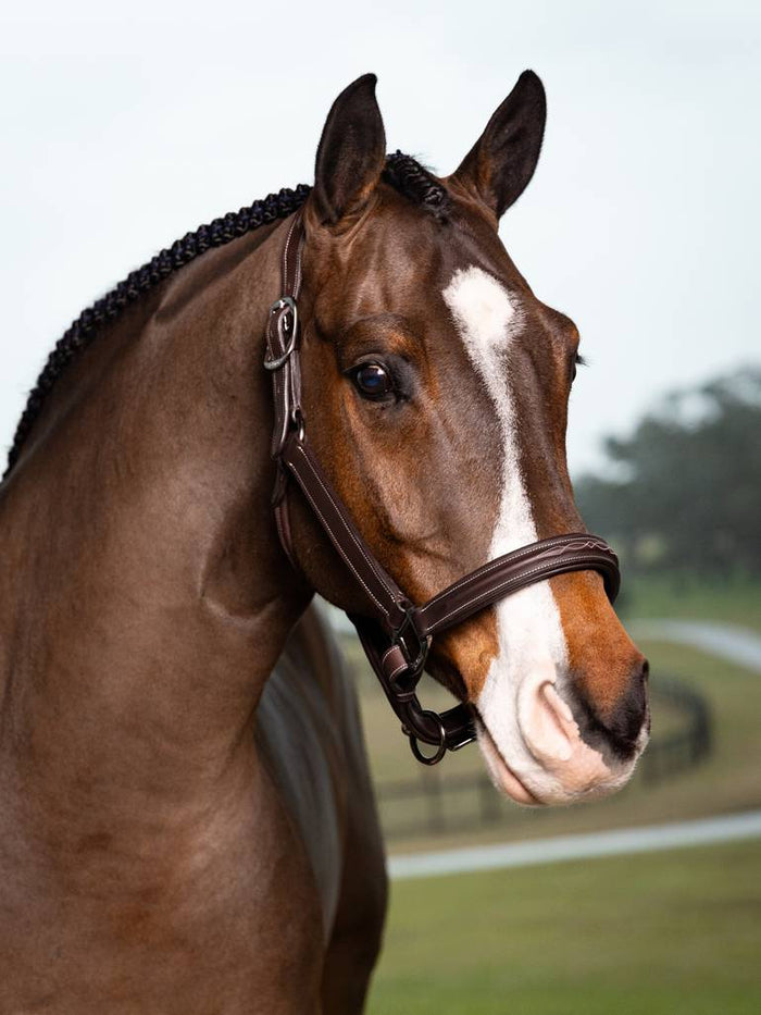 LeMieux Stitched Hunter Halter