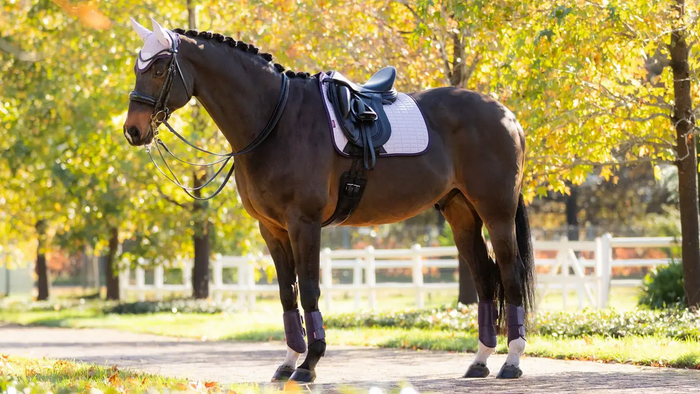 LeMieux Suede Dressage Square Pad