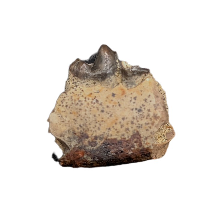 Mammal Jaw Section, Hell Creek Formation