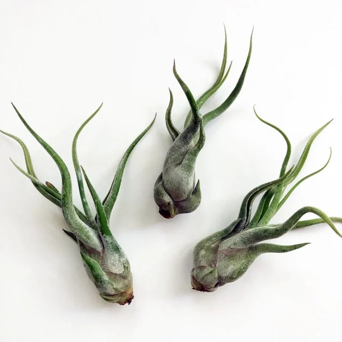 Medium Tillandsia Medusae Air Plant