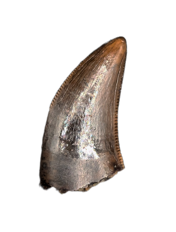 Nanotyrannus Tooth