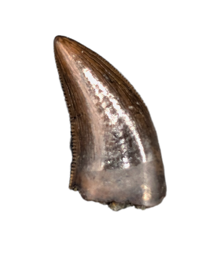 Nanotyrannus Tooth