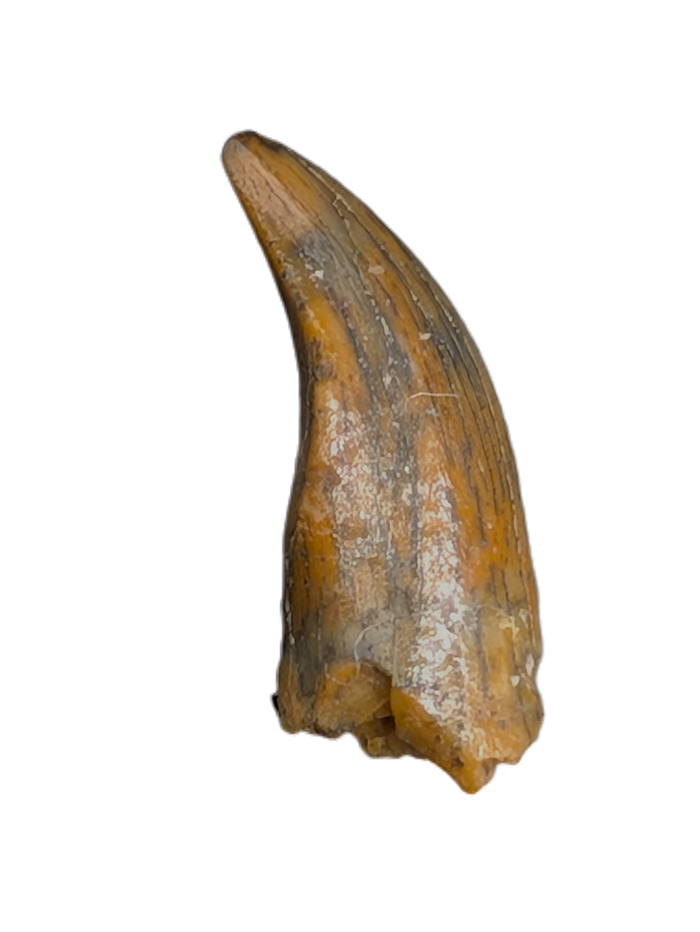 Noasaurid Pre Maxilla Tooth, Kem Kem