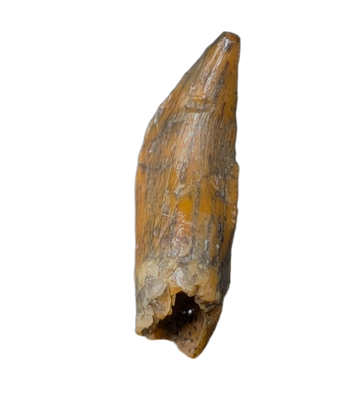 Noasaurid Pre Maxilla Tooth, Kem Kem