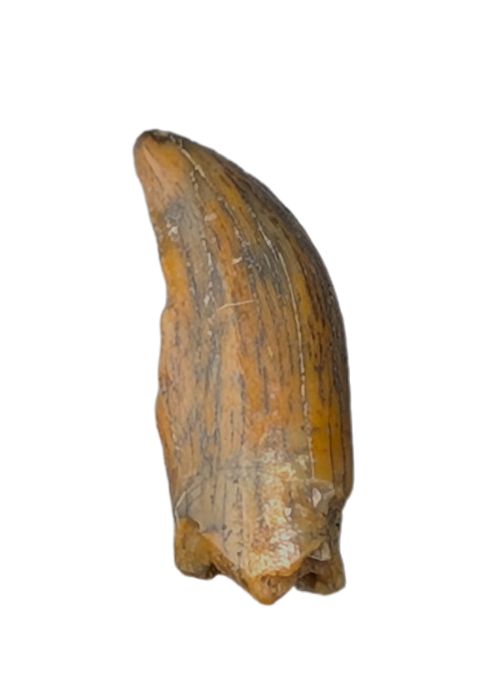 Noasaurid Pre Maxilla Tooth, Kem Kem