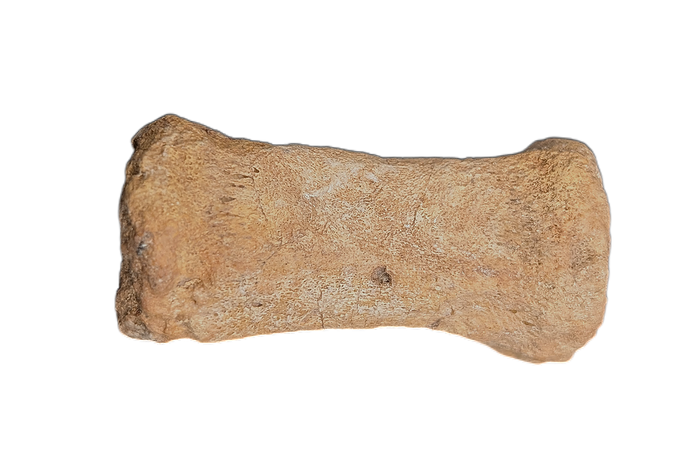 Oryctodromeus? Tail Vertebra, Cloverly Formation