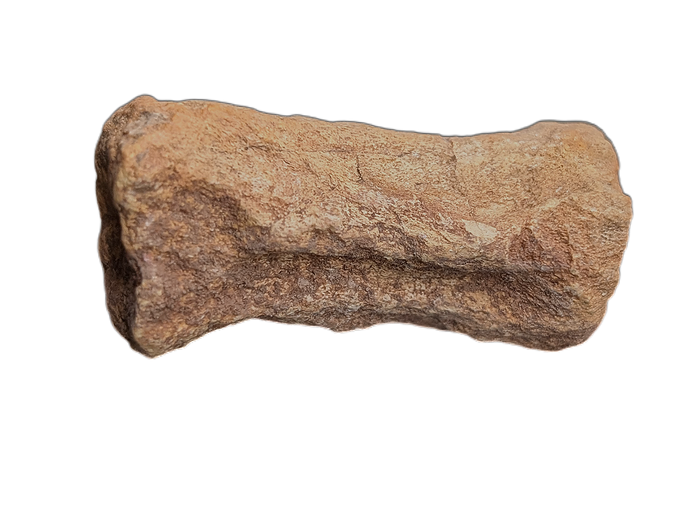 Oryctodromeus? Tail Vertebra, Cloverly Formation