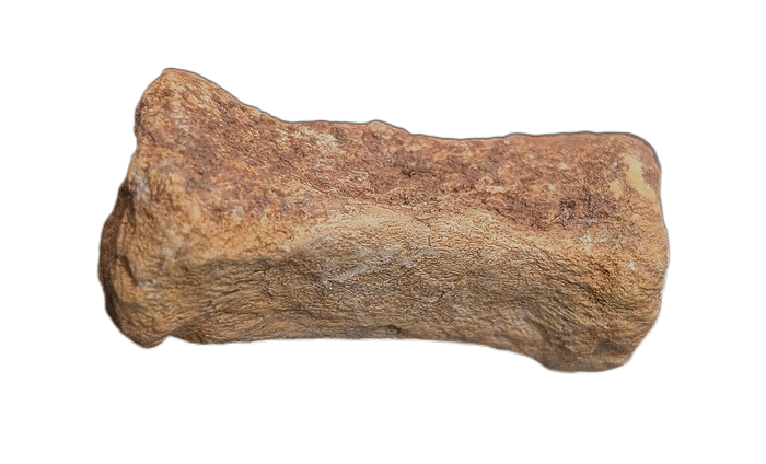 Oryctodromeus? Tail Vertebra, Cloverly Formation