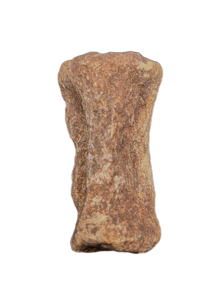 Oryctodromeus? Tail Vertebra, Cloverly Formation