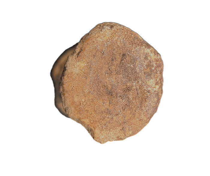 Oryctodromeus? Tail Vertebra, Cloverly Formation