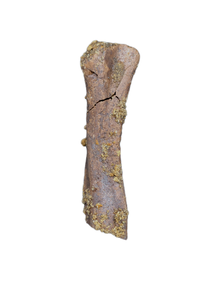 Partial Dinosaur Limb Bone